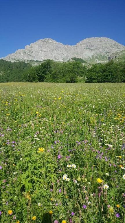 Chalet Miel De La Cayolle-Estenc Entraunes Zewnętrze zdjęcie